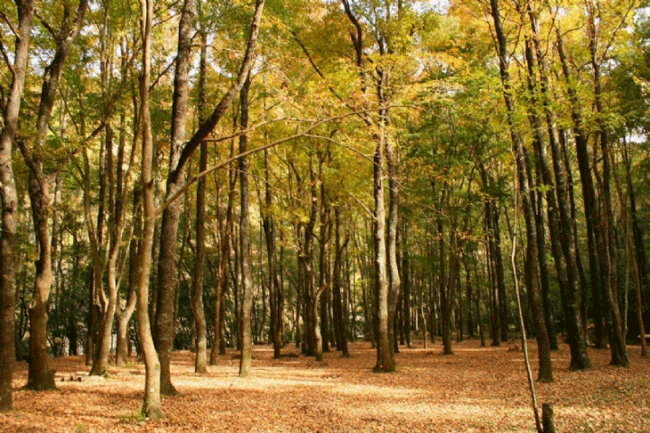 南投奥万大森林枫叶