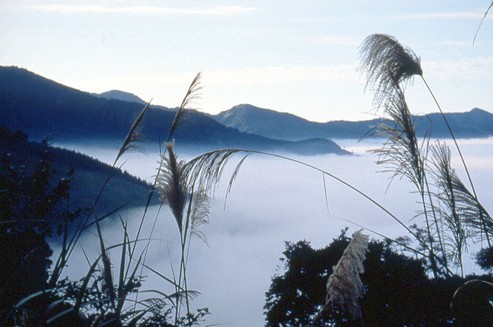 观雾旅游风景区