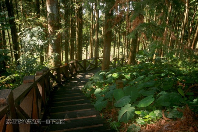 藤枝森林风景区