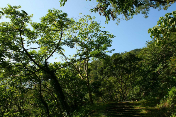 知本森林