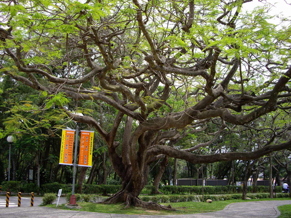 东海大学古树