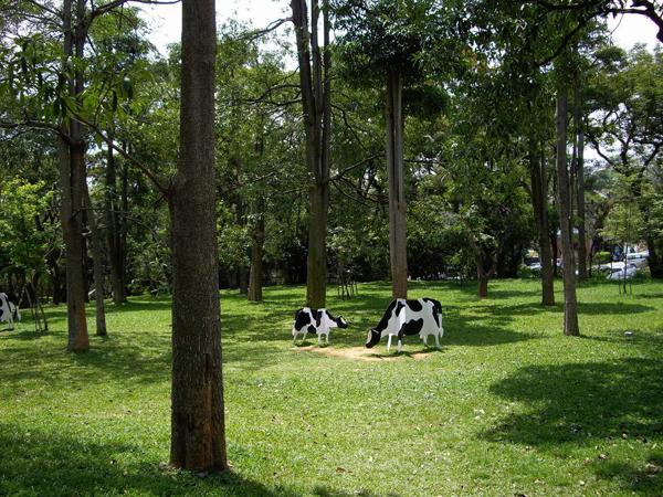 东海大学绿树成荫